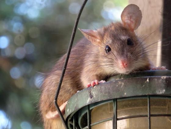 Hoe overlast van ratten vermijden?