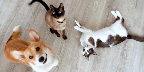 Premie voor de vaccinatie van katten en honden