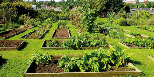 Hulp en tips bij moestuinen?