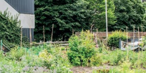 Biomoestuinen in de Noordwijk