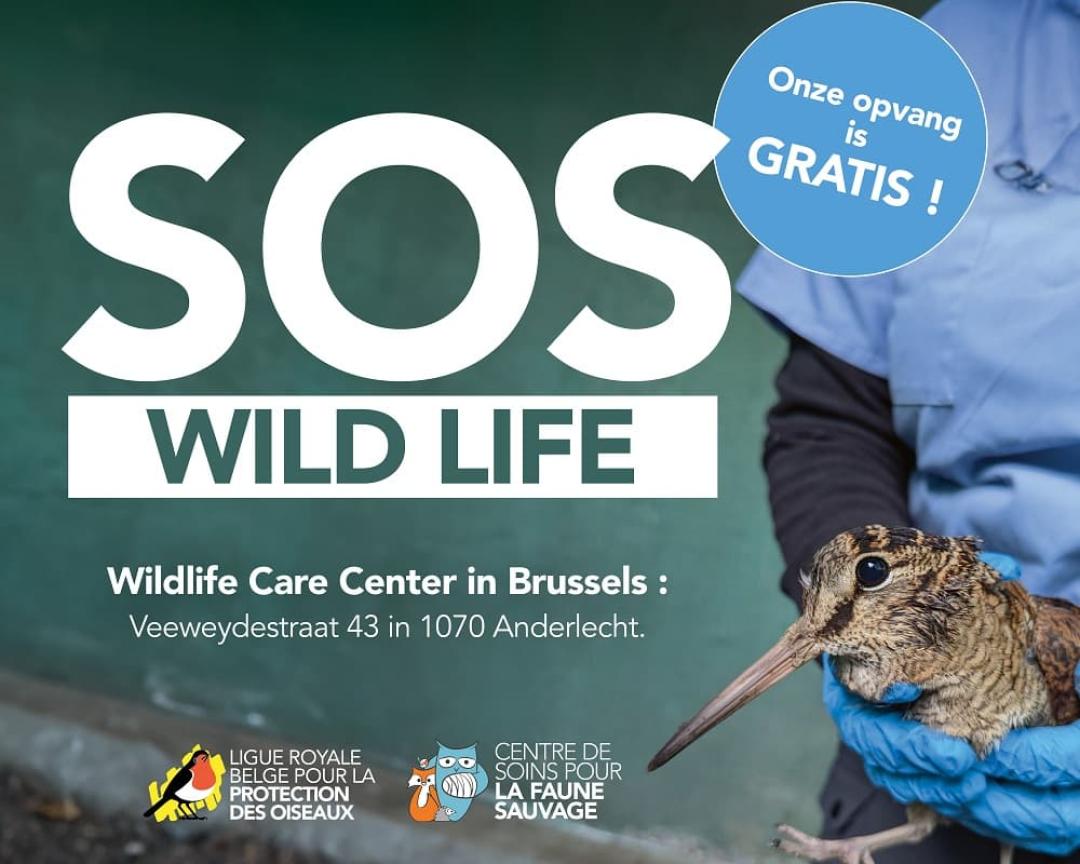 Wat te doen met een gewond dier?