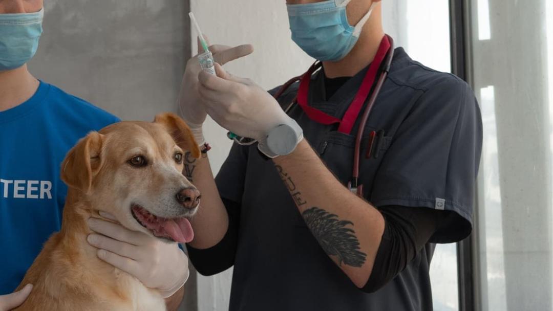Premie voor de vaccinatie van katten en honden