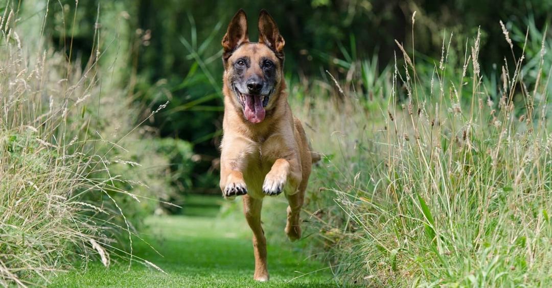 Premie hondentraining