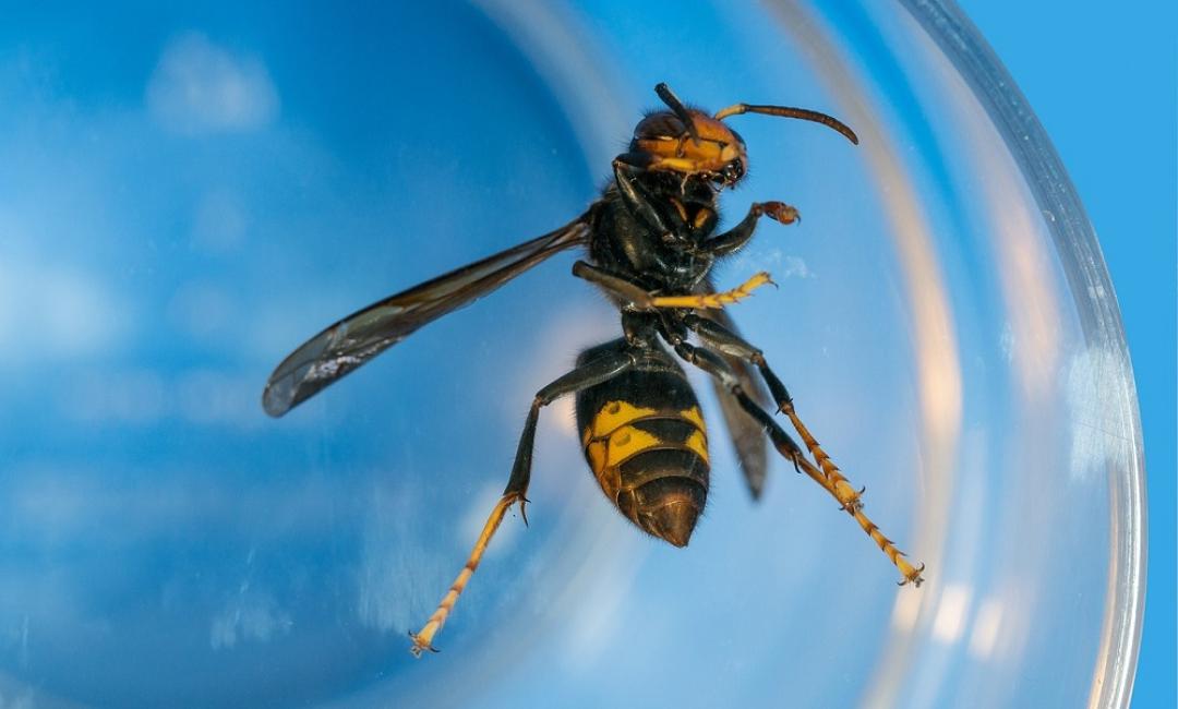 Aziatische hoornaars