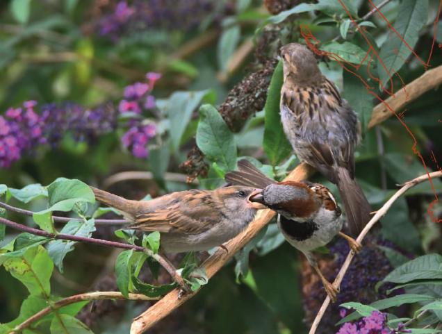 Opleidingen over mussen en biodiversiteit