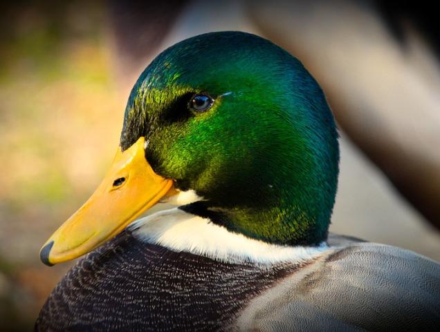 Vogelgriep in Brussel