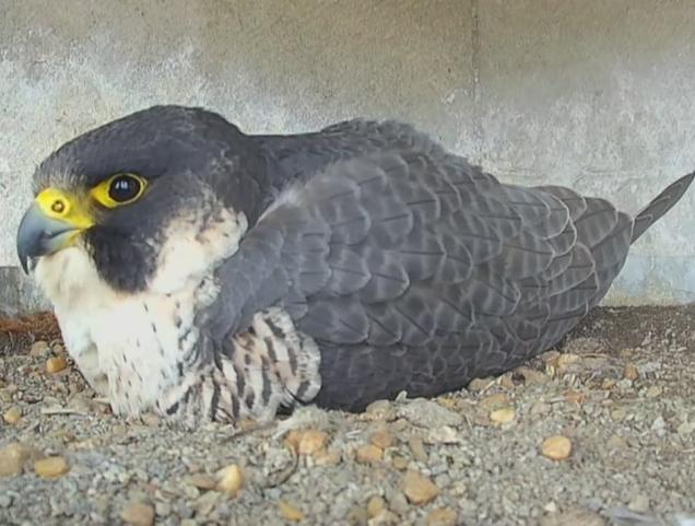 Slechtvalken terug in Brussel